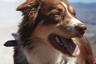 JustFoodForDogs